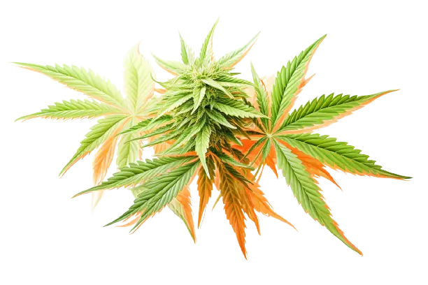 Buntes Grün und farbenfrohe Blüte für Cannabisblätter und Cannabisblüte Eine Cannabispflanze funkelt in diversen Farbschattierungen.